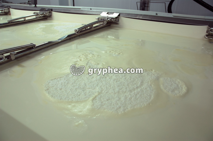 Fabrication du fromage - Caillé après action de la présure et de la température - gryphea.org